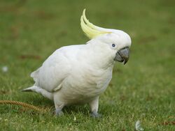 Sulphur Crested Cockatoo Rio Wiki Fandom