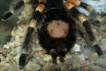 Brachypelma smithi, urticating hairs 02