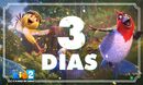 3 Dias.