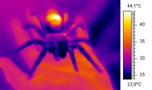 Thermal image of an ectothermic tarantula on an endothermic human hand