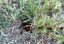 Tarantula at the mouth of its burrow