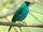 Green honeycreeper