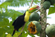 Keel-billed-toucan-eating