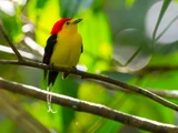 Wire-tailed manakin