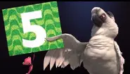 Contagem regressiva - números - capturas de tela - 5.webp (35 kB)