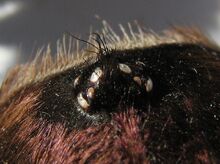 Closeup of a tarantula's eyes