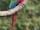 Green-winged macaw