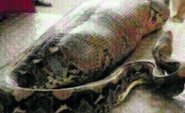 Boa Constrictor devour a man