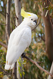 Sulphur Crested Cockatoo Rio Wiki Fandom