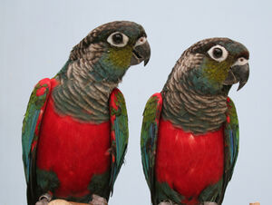 Mainpage-Navmap-Thumb-Crimson-bellied-Parakeet