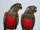 Crimson-bellied parakeet