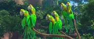 Real in Rio parrots