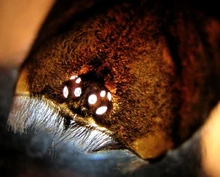 Eye ports seen in an exuvia (molted skin)