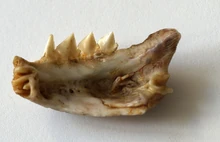 Jawbone of Pygocentrus nattereri