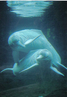 Dolphin - Wikipedia