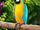 Blue-and-gold macaw