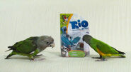 Parrots rio toy