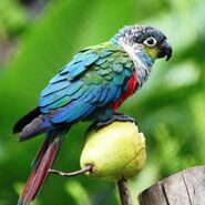 Crimson-bellied-parakeet