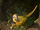 Golden Conure 1.PNG