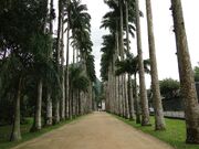 Rio de Janeiro Botanical Garden