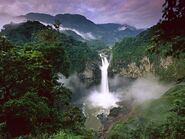 Amazonrainforest