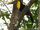 Yellow-throated toucan