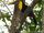 Black-mandibled Toucan