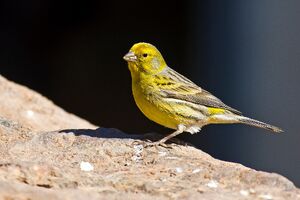 Canario Amarillo