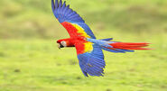 Scarlet macaw flying