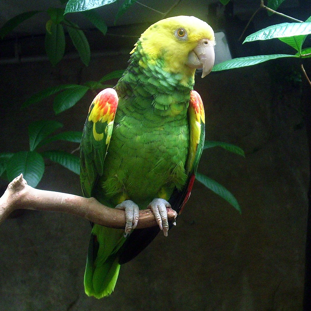Yellow-headed amazon | Rio Wiki | Fandom