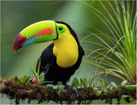 Keel-billed5