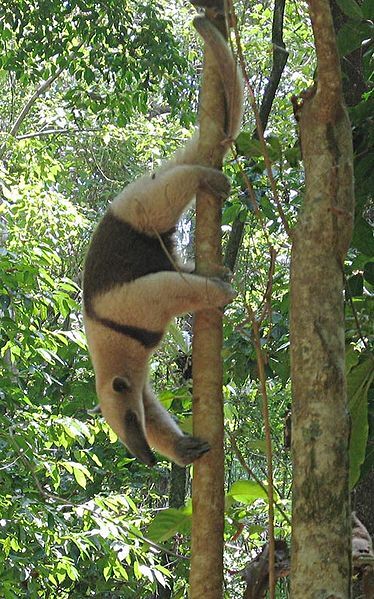 Southern tamandua - Wikipedia