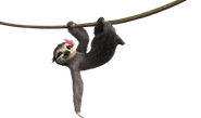 Rio2 peresosa.png (470 KB)