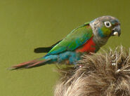 Crimson bellied parakeet