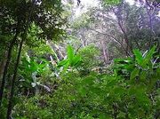 Tijuca Forest 1001