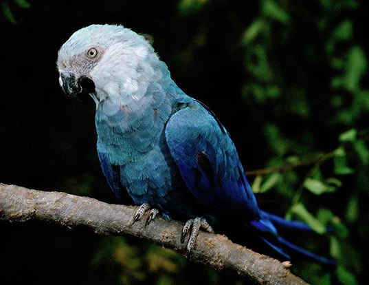List Of Bird Species In The Rio Franchise Rio Wiki Fandom