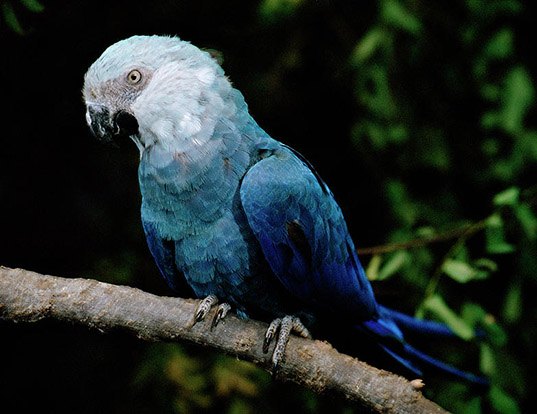 True parrot - Wikipedia