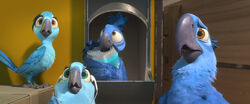 Rio 2 migration 3