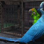 Neurotic Bird Rio Wiki Fandom Beg igra zlye skelety igra zlye ptichki s oruzhiem igra zlye ptichki soshli s uma igra angry birds: neurotic bird rio wiki fandom