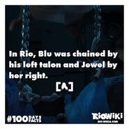 Rio-Wiki-100Days100Facts-083