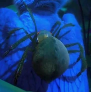 A spider perches stubbornly on Blu's back in the jungles of Rio.