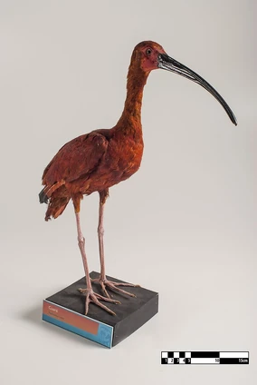 Scarlet ibis | Rio Wiki | Fandom