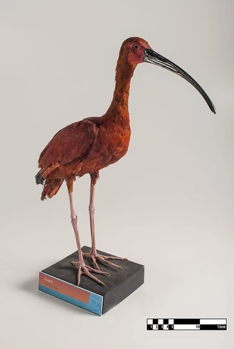 Scarlet ibis | Rio Wiki | Fandom