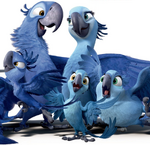 Spix Macaw Family