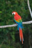 Scarlet-macaw