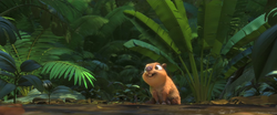 Clara the Capybara - Rio 2