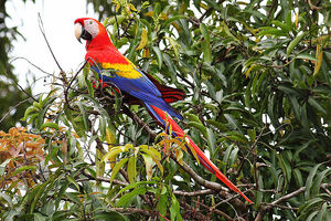 Scarlet Macaw