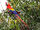 Scarlet Macaw