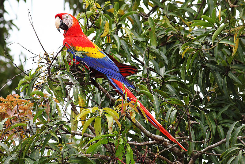 Scarlet Macaw Rio Wiki Fandom