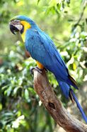 Blue-and-Gold-Macaw-Images